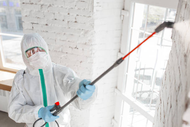 Why You Should Choose Our Mold Remediation Services in Michigan City, IN